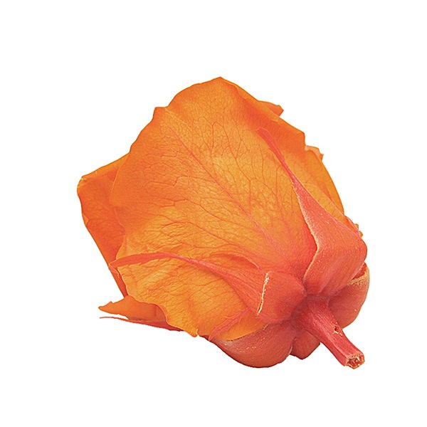 Florever ��ǥ����ʥ�����(8) ���󥸥���󥪥��