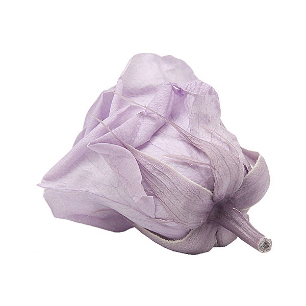 Florever ��ǥ����ʥ�����(8) ���եȥ饤��å�