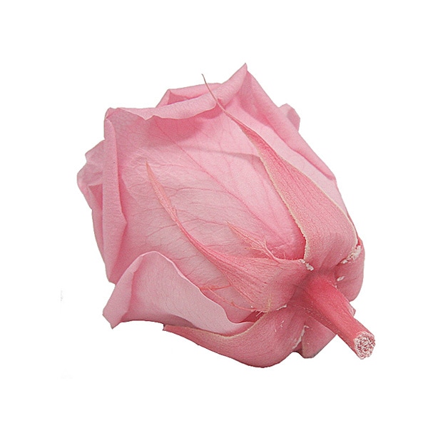 Florever ��ǥ����ʥ�����(8) ���奬���ԥ�