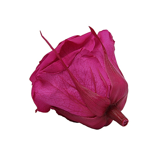 Florever ��ǥ����ʥ�����(8) �ե塼����ԥ�