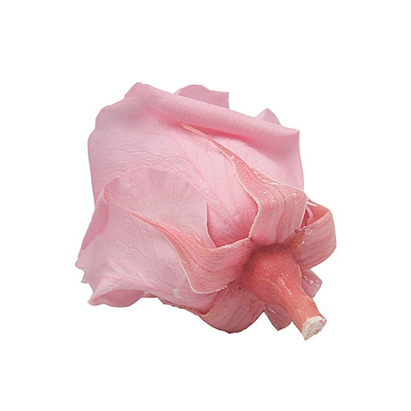Florever ���ץ졼������(8) �٥��ӡ��ԥ�