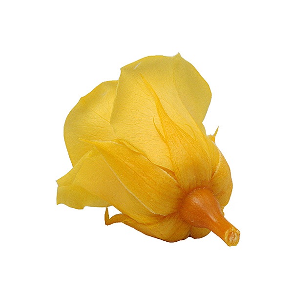 Florever ���ץ졼������(8) ������ǥ󥤥�����