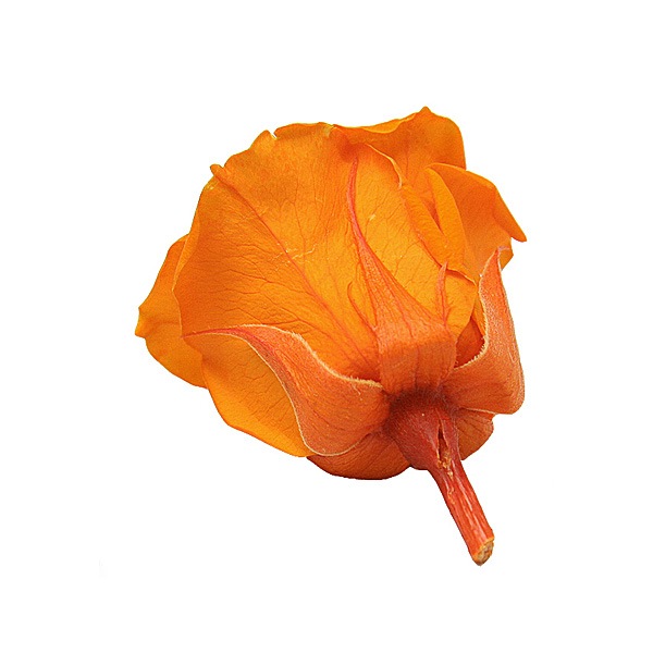 Florever ���ץ졼������(8) ���󥸥���󥪥��