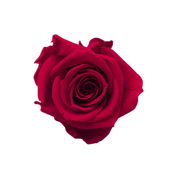 Florever ���ץ졼������(8) �����꡼��å�