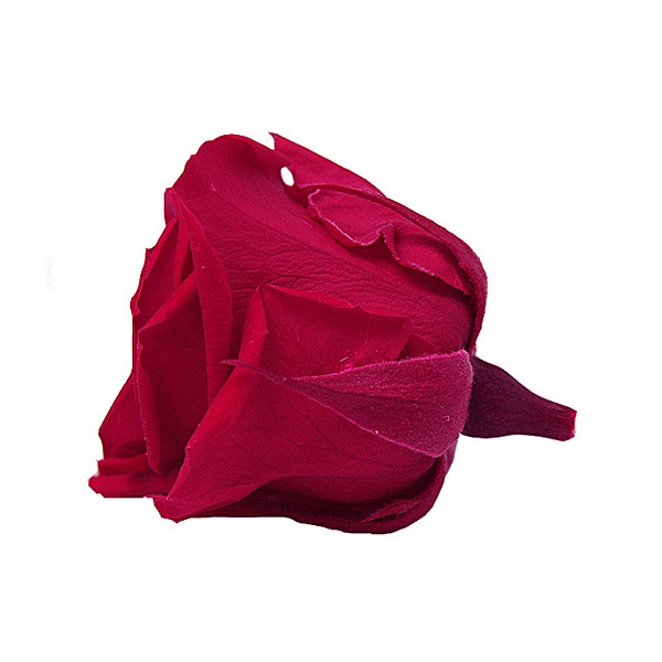 Florever ���ץ졼������(8) �����꡼��å�