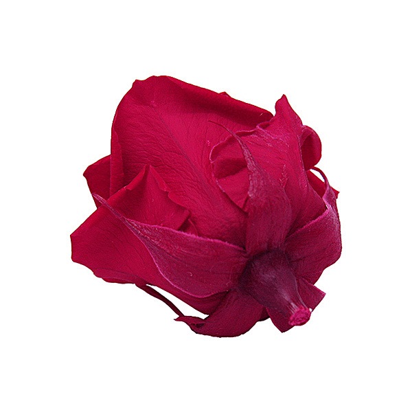 Florever ���ץ졼������(8) �����꡼��å�