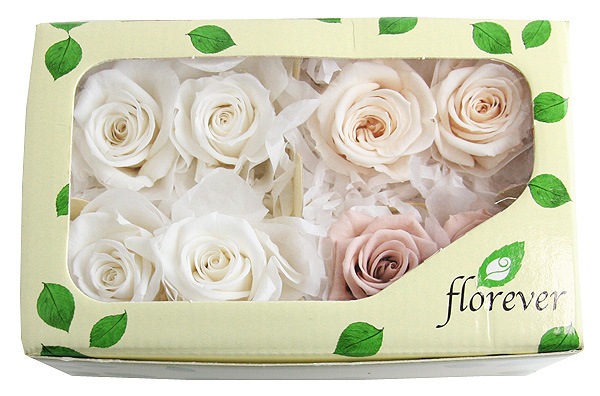 <@needs>�ե����륨�С� ���ץ졼�����������ꥸ�ʥ륢������(2x4) �ۥ磻�ȷϥߥå���