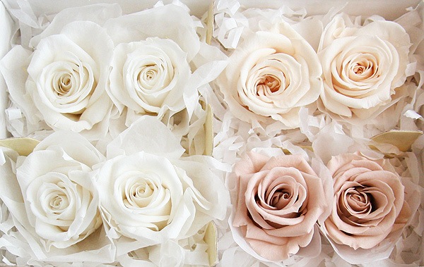 <@needs>�ե����륨�С� ���ץ졼�����������ꥸ�ʥ륢������(2x4) �ۥ磻�ȷϥߥå���