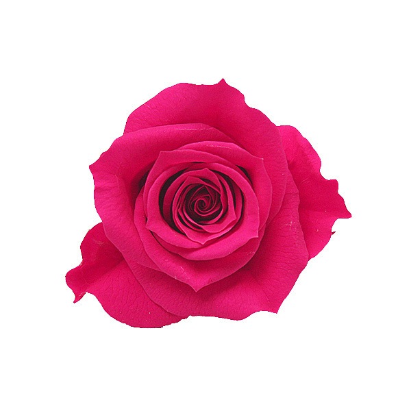 Florever ���ץ졼������(8) �ۥåȥԥ�
