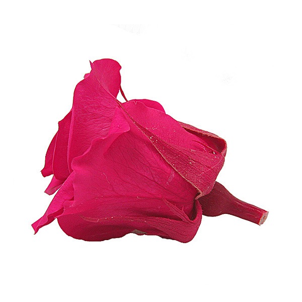Florever ���ץ졼������(8) �ۥåȥԥ�