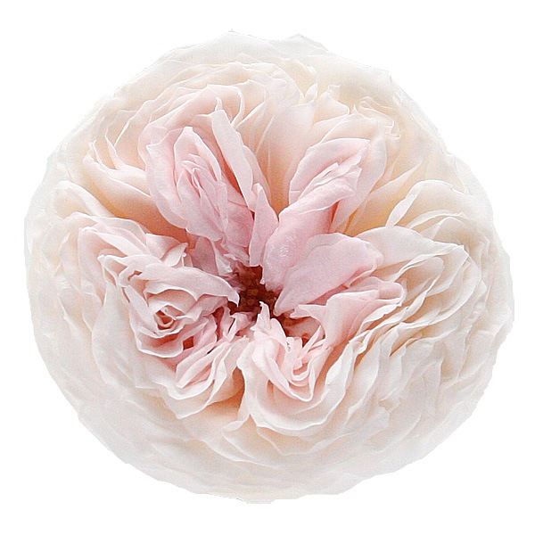 �������� �񻺥����������󥹥ѡ��ƥ���(3) �����ѥ�ԥ�