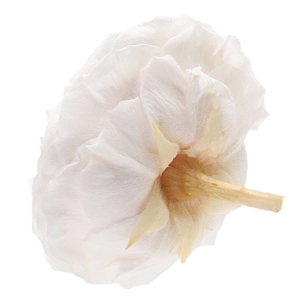 �������� �񻺥����������󥹥ѡ��ƥ���(3) �����ѥ�ԥ�