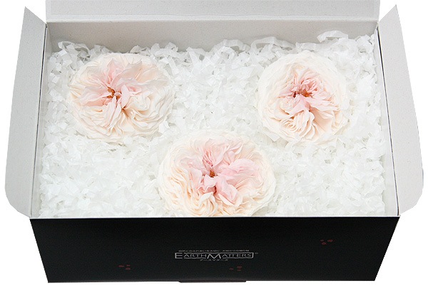 �������� �񻺥����������󥹥ѡ��ƥ���(3) �����ѥ�ԥ�