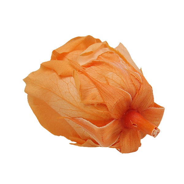 Florever, ��ǥ����ʥ�����(8) ���󥻥åȥ���󥸡�