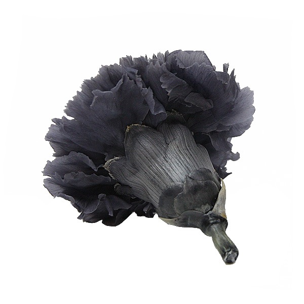 Florever �����͡������(6) ���å��奰�졼