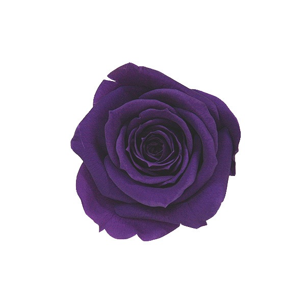 Florever ���ץ졼������(8) �Х�����å�