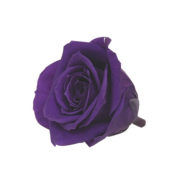 Florever ���ץ졼������(8) �Х�����å�