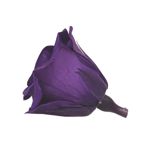 Florever ���ץ졼������(8) �Х�����å�