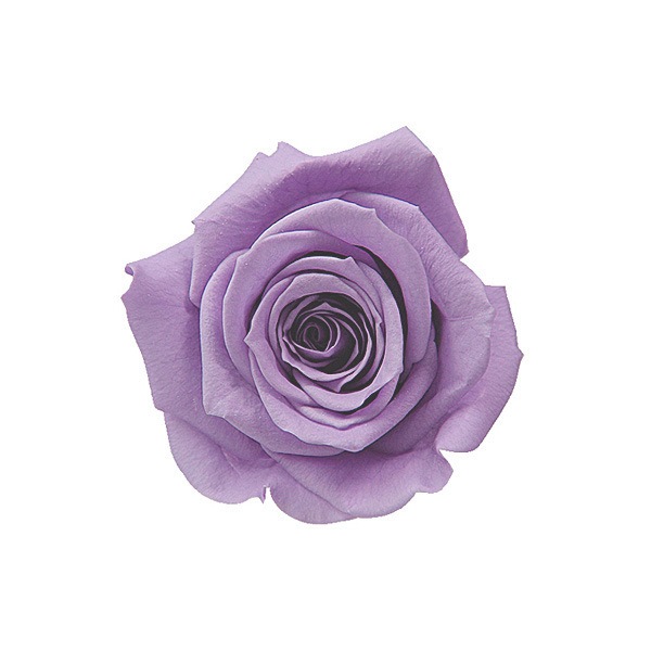 Florever ���ץ졼������(8) ���եȥ饤��å�