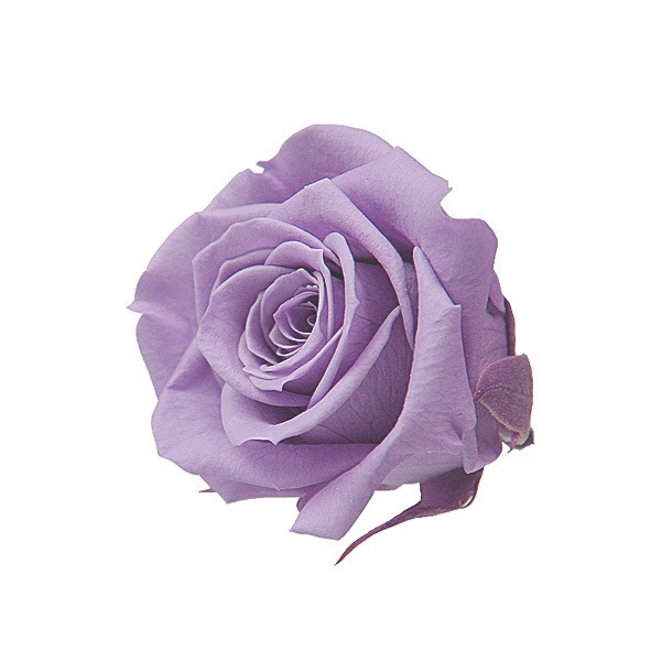 Florever ���ץ졼������(8) ���եȥ饤��å�