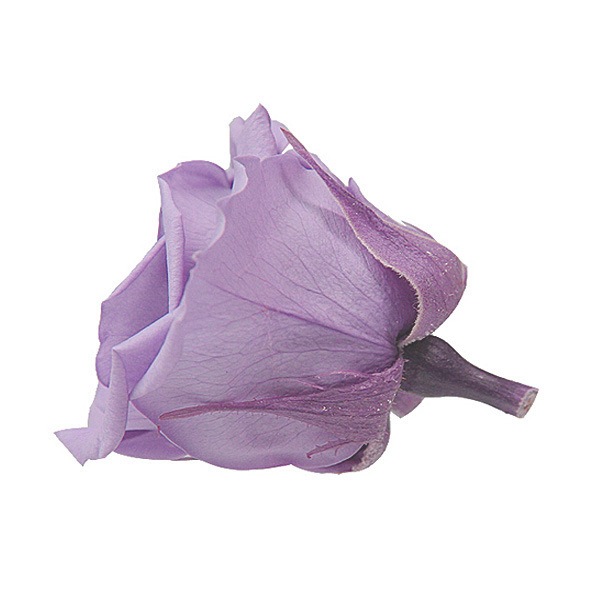 Florever ���ץ졼������(8) ���եȥ饤��å�