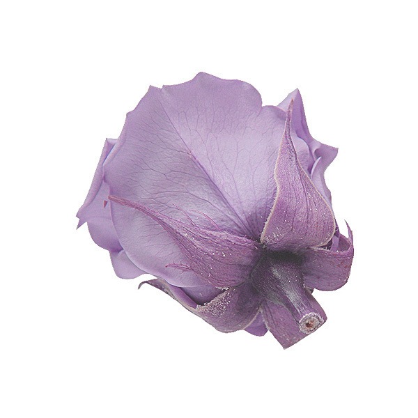 Florever ���ץ졼������(8) ���եȥ饤��å�