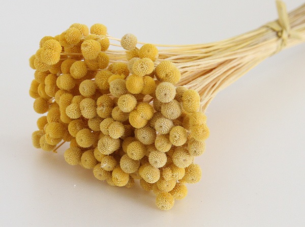 ��Outlet��Florever ���ޥ�꡼�� �ɥ饤����������