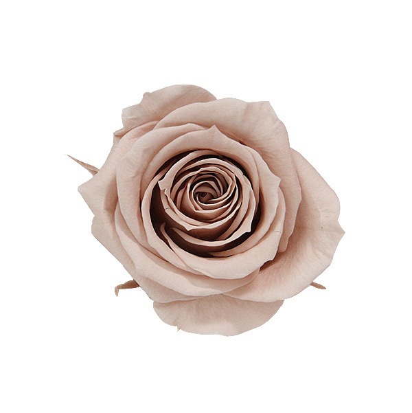 Florever ���ץ졼������(8) �ء�����ʥå�