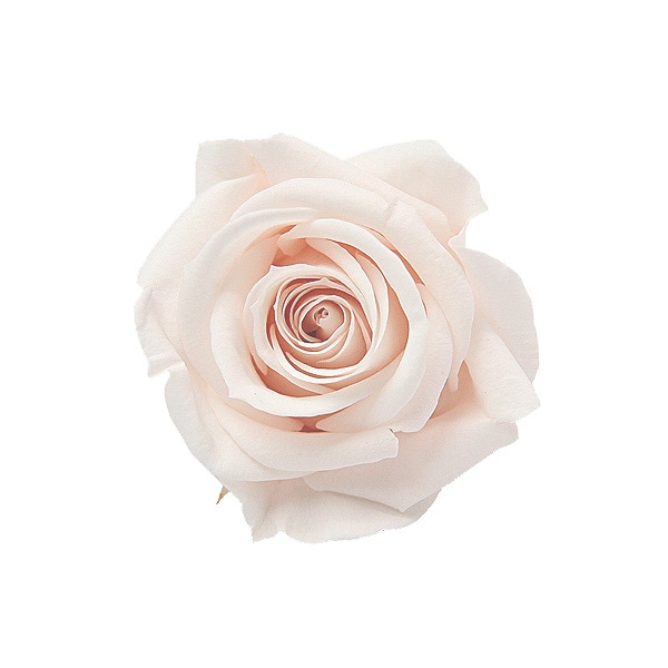 Florever ���ץ졼������(8) �ѥ�ʥ��å�