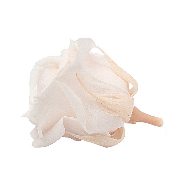 Florever ���ץ졼������(8) �ѥ�ʥ��å�