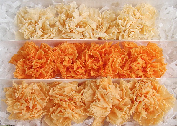 <@needs>ե륨С ߥ˥͡󎥥ꥸʥ륢(4x3) 󥸷ϥߥå