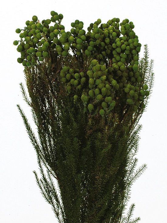 �������� �С����ꥢ ���꡼��