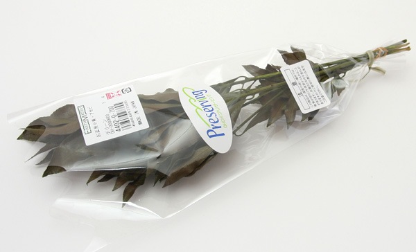 ��Outlet��ON �����«�������� ���꡼��