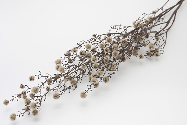 ��Outlet��ON ��������󥸥㡼 ���饦�ɥԥ�