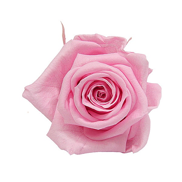 Florever ��ǥ����ʥ�����(8) �٥��ӡ��ԥ�