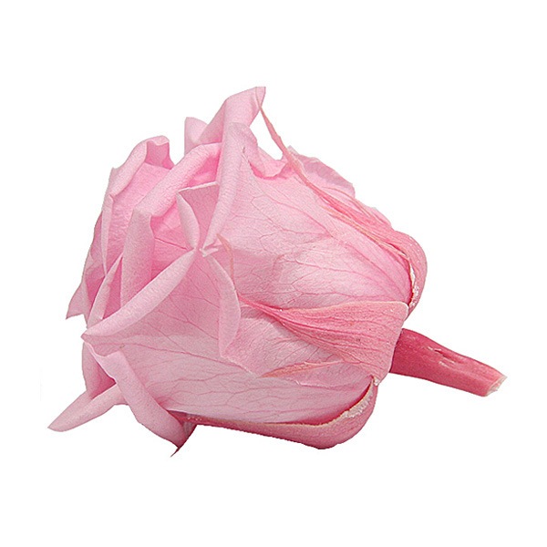 Florever ��ǥ����ʥ�����(8) �٥��ӡ��ԥ�