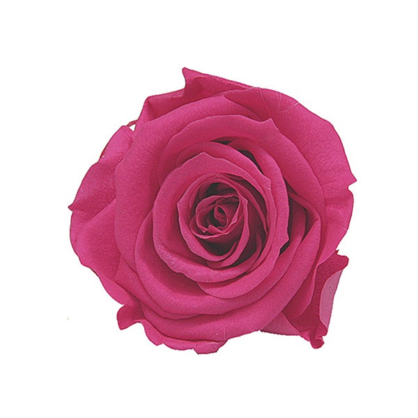 Florever ��ǥ����ʥ�����(8) �ۥåȥԥ�