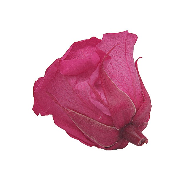 Florever ��ǥ����ʥ�����(8) �ۥåȥԥ�