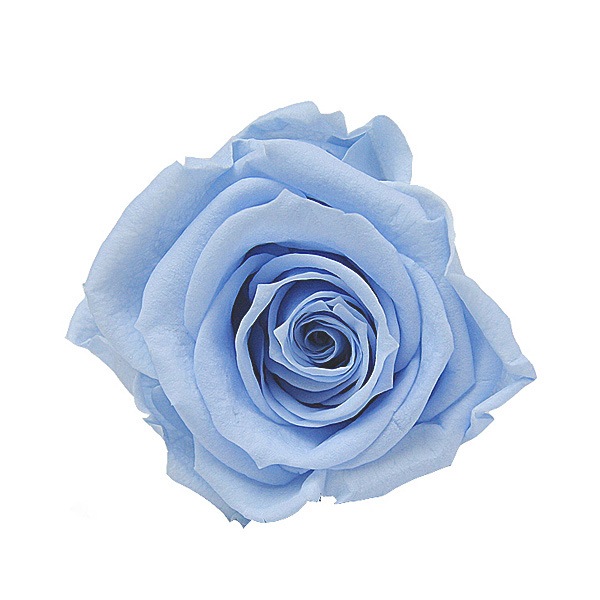 Florever ��ǥ����ʥ�����(8) �ѥ������֥롼