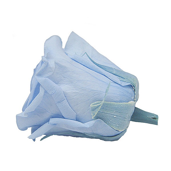 Florever ��ǥ����ʥ�����(8) �ѥ������֥롼