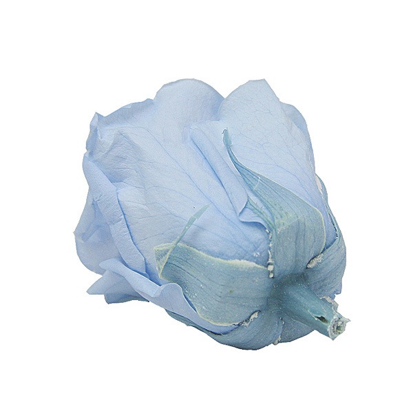 Florever ��ǥ����ʥ�����(8) �ѥ������֥롼