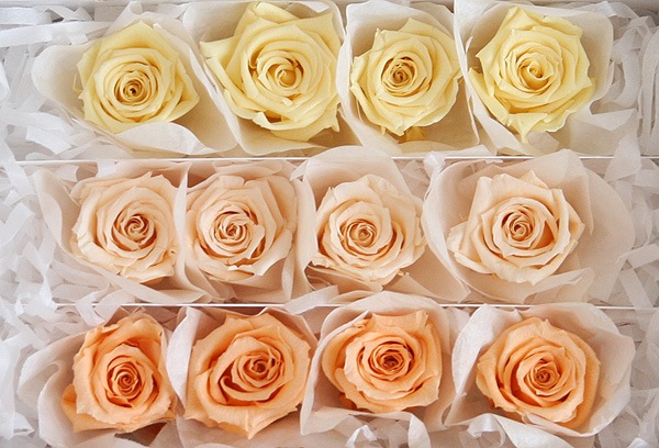 <@needs>�ե����륨�С� �٥��ӡ������������ꥸ�ʥ륢������(4x3) �Х饨�ƥ����ߥå��� D