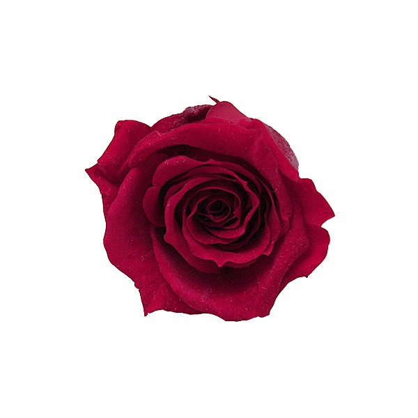 Florever �٥��ӡ�������(12) �����꡼��å�