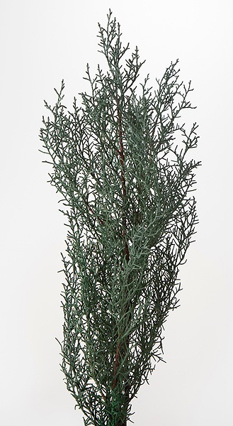 ��������. �֥롼������ �ե�å��奰�꡼��