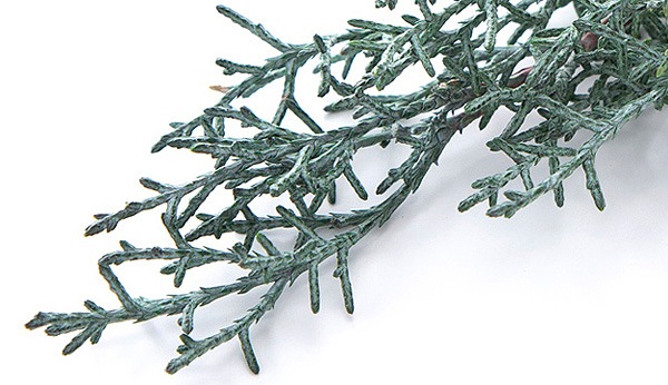 ��������. �֥롼������ �ե�å��奰�꡼��