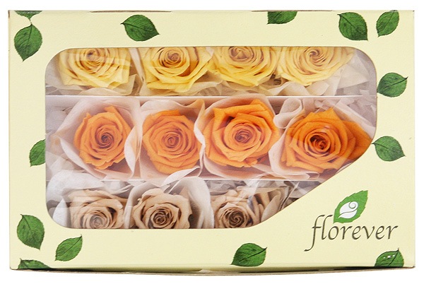 <@needs>ե륨С ٥ӡꥸʥ륢(4x3) Х饨ƥߥå F