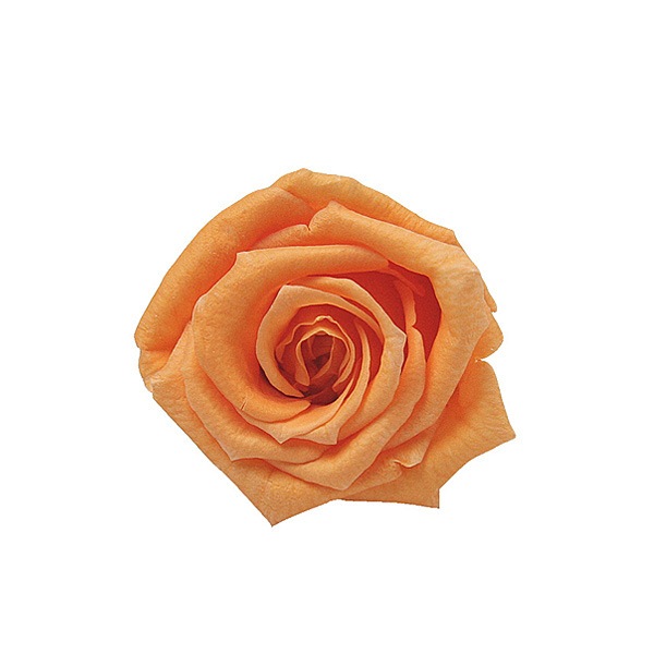 Florever �٥��ӡ�������(12) ���󥻥åȥ���󥸡�