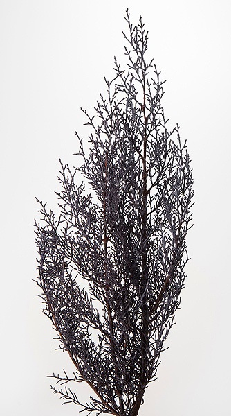 ��������. �֥롼������ ���쥤�å���ѡ��ץ�