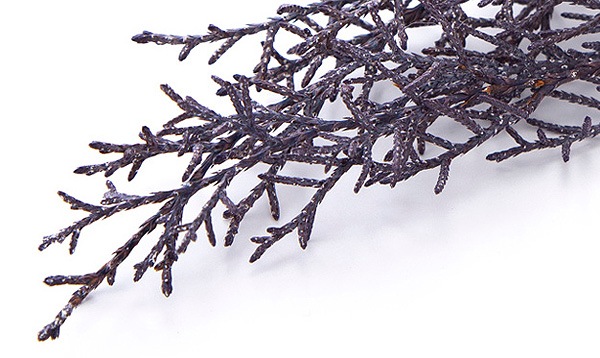 ��������. �֥롼������ ���쥤�å���ѡ��ץ�