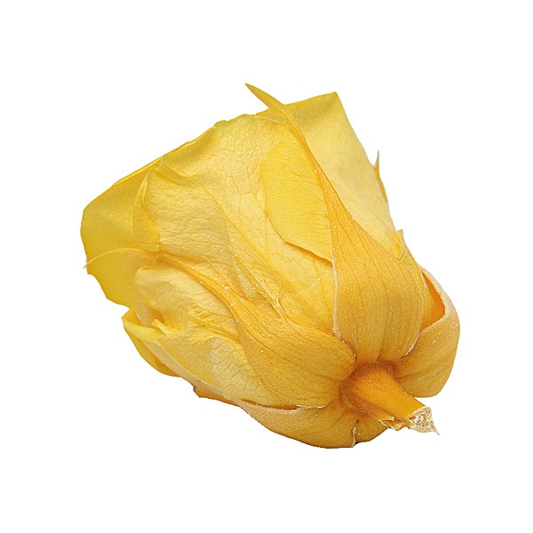 Florever ��ǥ����ʥ�����(8) ������ǥ󥤥�����